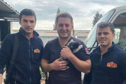 Kocaeli'de duvara sıkışan yavru kediyi itfaiye kurtardı