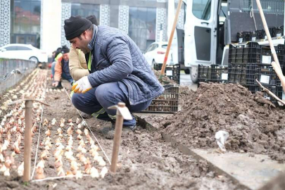 Kütahya kış bitkileriyle renklendi